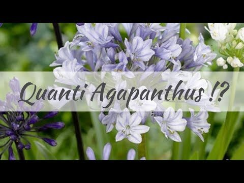 Abbinamenti Perfetti per l’Agapanthus