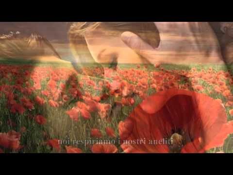 Il significato del papavero nell’amore