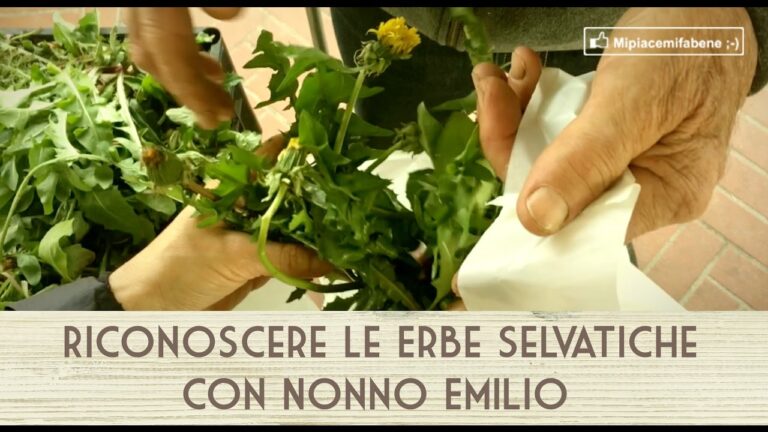 Spruscini: Guida Completa all’Uso in Italiano