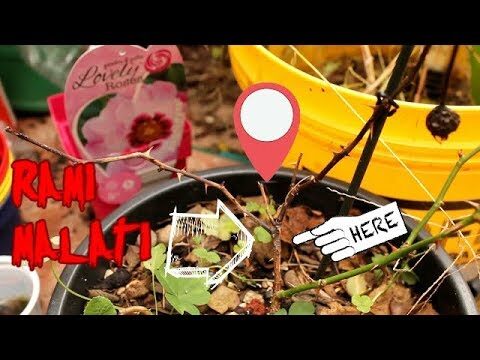 Rami Rose: Guida alla Potatura Efficace