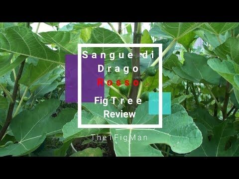 Prugno: Il Potere del Sangue di Drago