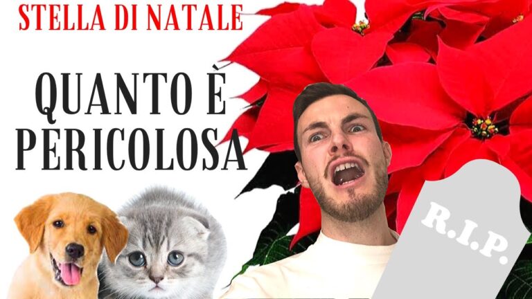 La Stella di Natale: Rischi e Tossicità per i Cani