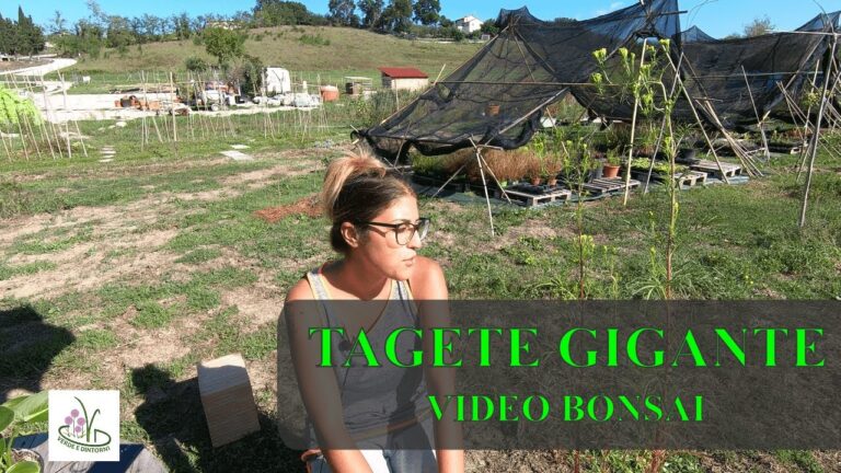 Scopri i Benefici del Tagete Comestibile