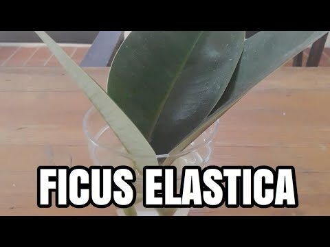 Coltivare la Talea di Ficus Elastica in Terra: Guida Pratica
