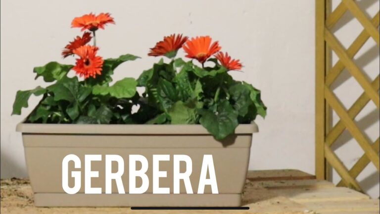 Gerbere: Sole o Ombra? Scopri la Scelta Ideale per la Tua Pianta