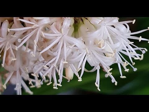 Guida alla Cura della Dracena Hooker