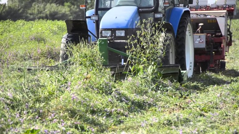 Seme di Veccia: Benefici e Usi Tradizionali
