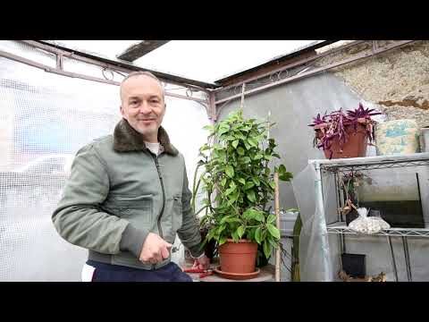 Fiore di Cera: Prezzi e Offerte Convenienti