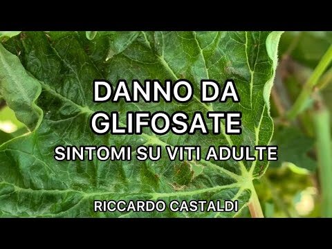 Il Prezzo del Glifosato: Analisi e Impatti sul Mercato