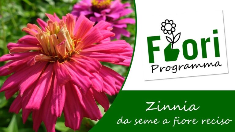 Guida alla Semina delle Zinnie: Consigli e Tecniche per un Giardino Fiorito
