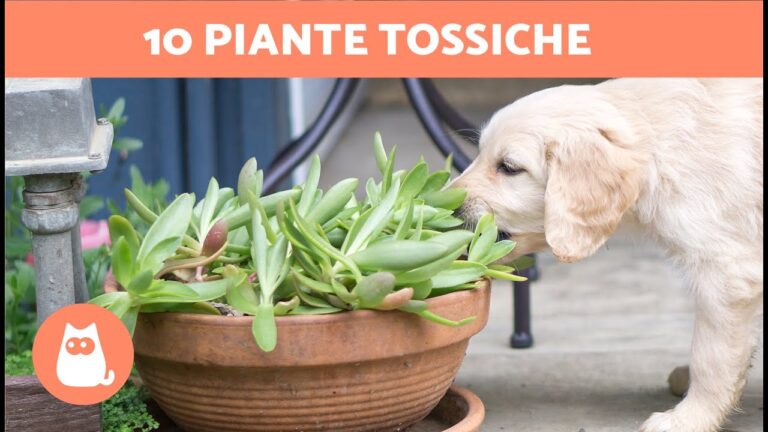 Lantana Velenosa: Pericoli per i Cani e Come Proteggerli