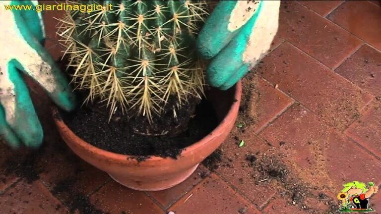 Cura e Bellezza del Cactus del Suocero