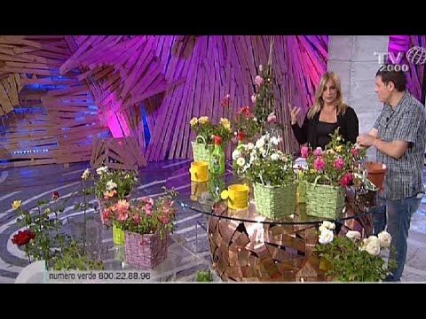 Guida alla Coltivazione delle Rose Nane Rifiorenti
