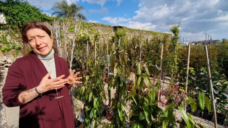 Clematis Armandii in Vaso: Guida alla Coltivazione e Cura