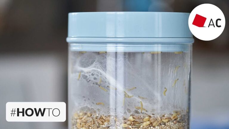 Controllo Efficace delle Larve di Plodia nella Conservazione Alimentare