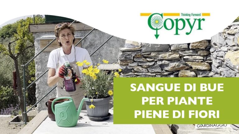 Concime Sangue di Bue: Piante Ideali per la Sua Utilizzazione