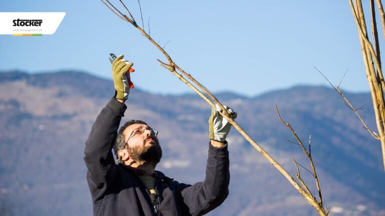 Lagerstroemia Nana: Guida alla Coltivazione e Cura della Pianta Bassa