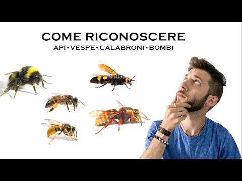 Come Riconoscere i Nidi degli Insetti