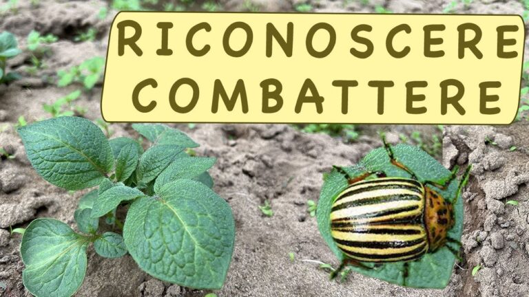Guida alla Coltivazione della Dorifora Patate