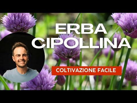 Scopri i Benefici dell’Erba Cippolina