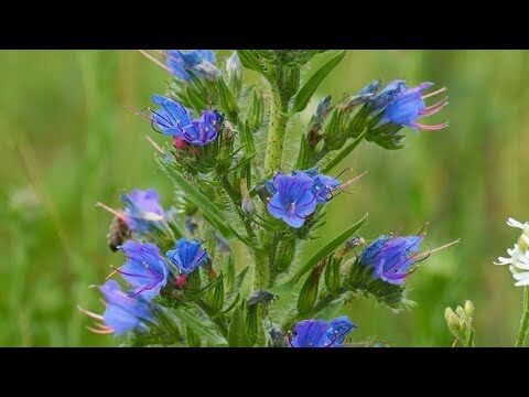 Scopri la Pianta Viperina: Proprietà e Curiosità