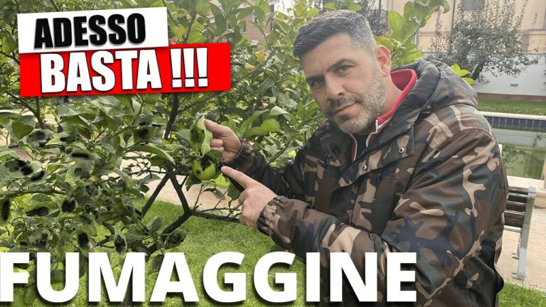 Fumaggine Limone: Benefici e Usos in Cucina