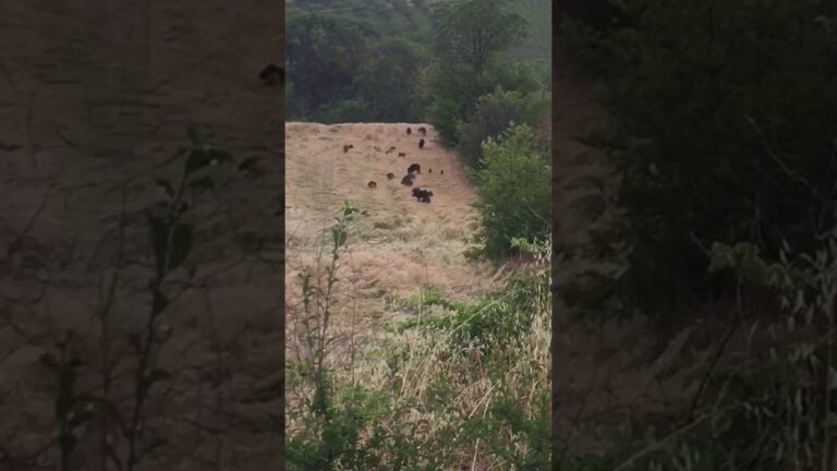 Cinghiali: Gestione e Conservazione Sostenibile