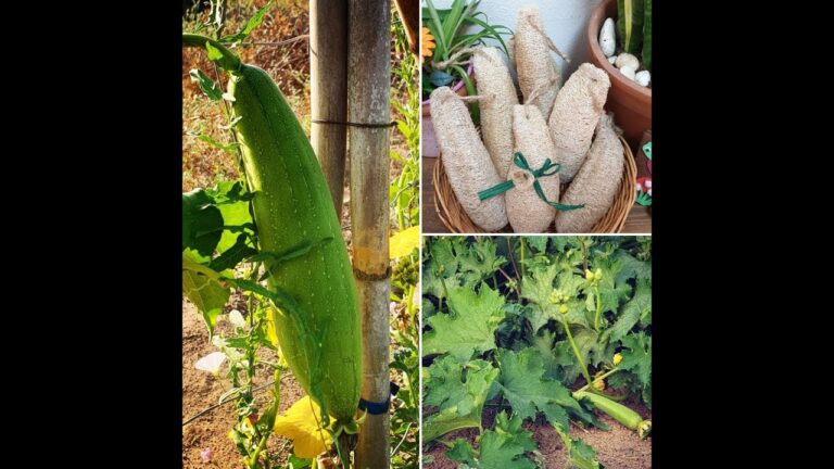 Guida Pratica alla Coltivazione della Luffa