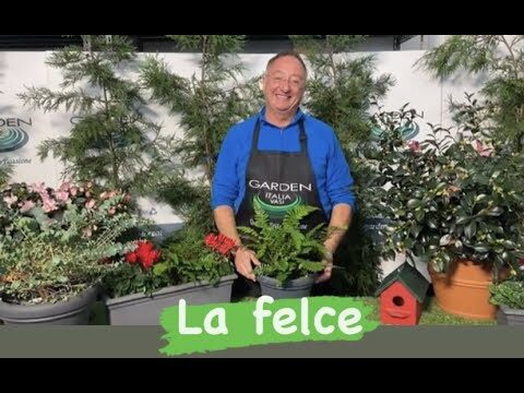 Guida alla Pianta Tipo Felce: Cura e Caratteristiche