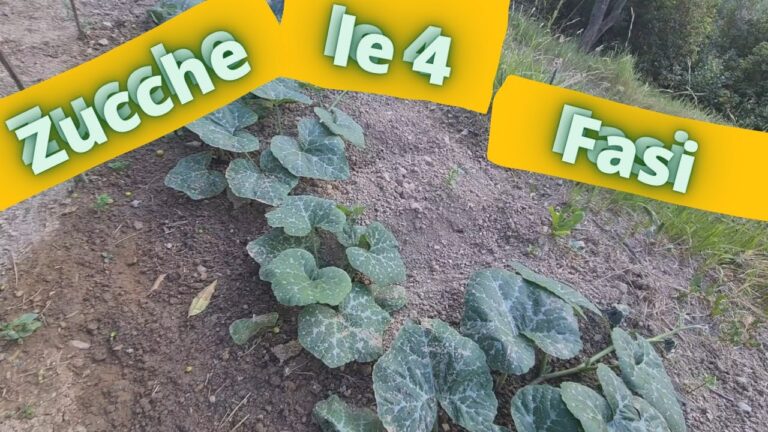 Guida alla Coltivazione delle Zucchine Trombetta