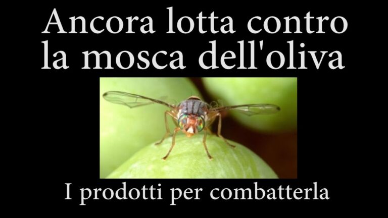 Guida Completa alla Scheda di Sicurezza Epik SL