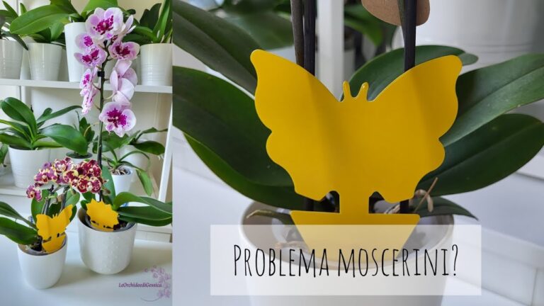 Guida al Moscerino Marrone: Caratteristiche e Controllo