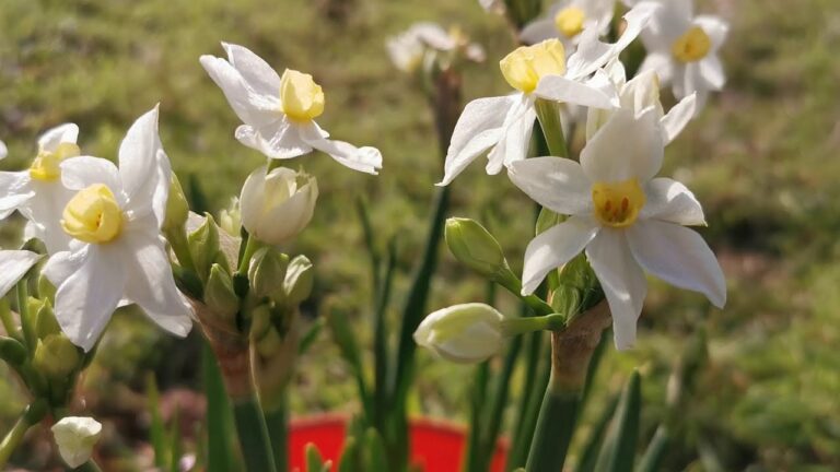 Fioritura Invernale dei Narcisi: Guida alla Coltivazione