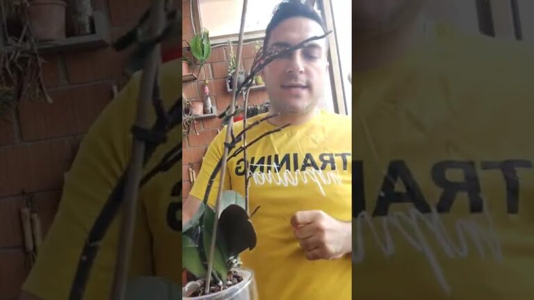 Cura delle Orchidee con Rami Secchi: Soluzioni e Consigli