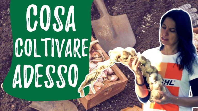 Cosa Piantare a Novembre: Guida Pratica per il Giardino
