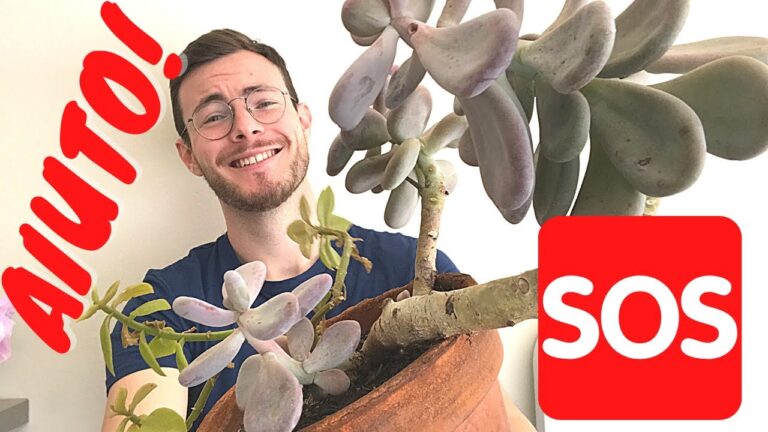 Cura del Pachyphytum Oviferum: Guida Essenziale