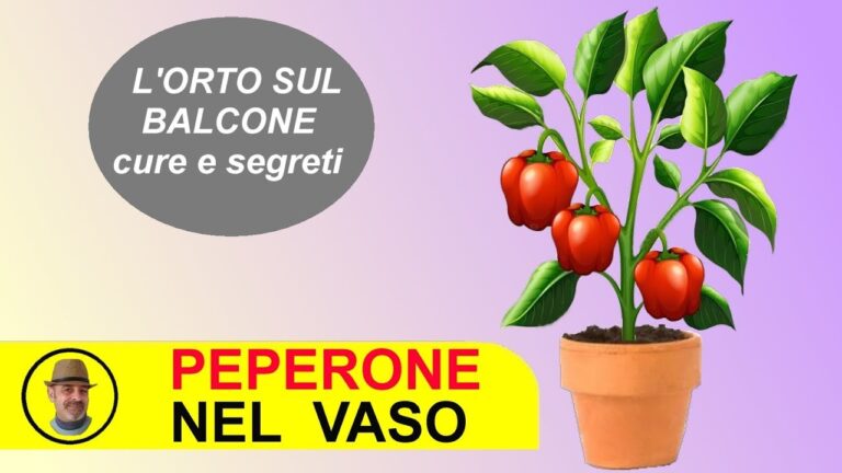 Coltivare Peperoni in Vaso: Guida Pratica e Consigli Utili