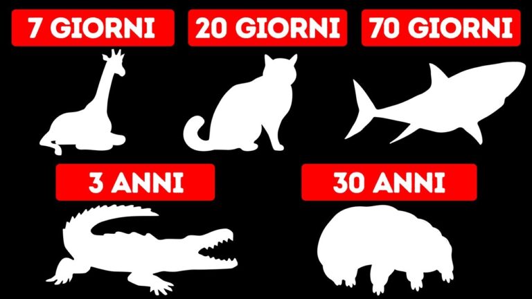 La durata di vita di un calabrone senza cibo