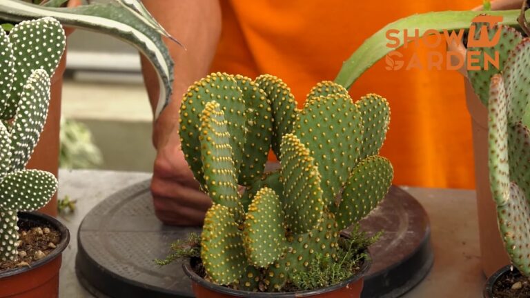 Malattie dell’Opuntia Microdasys: Cause e Rimedi