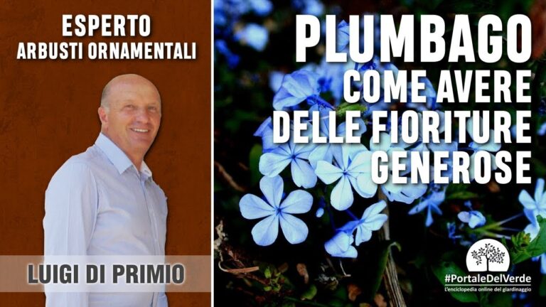 Guida alla Potatura del Plumbago: Tempistiche e Tecniche Efficaci