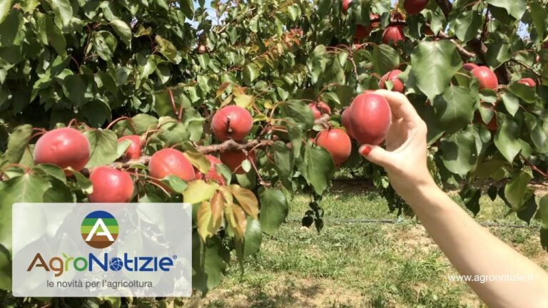 Albicocche Orange Rubis: La Nuova Delizia Estiva