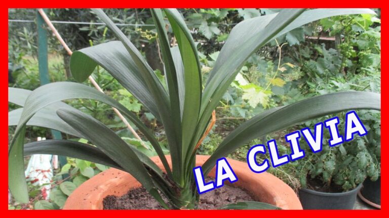 Malattie del Clivia: Cause e Soluzioni Efficaci
