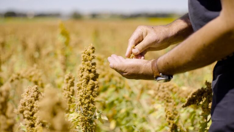 Guida Pratica per Coltivare Quinoa con Successo