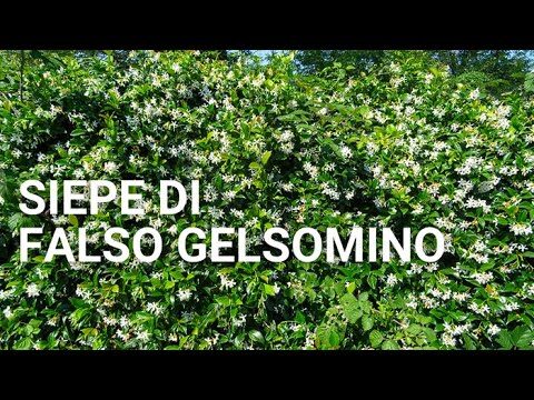 Gelsomino: Un Viaggio nella Rete di Confine