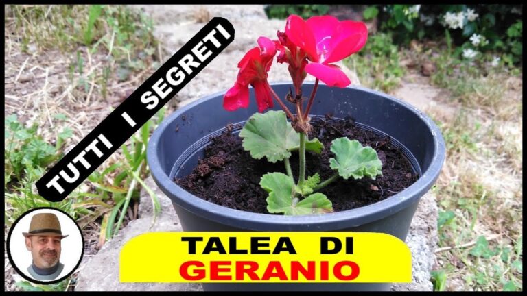 Coltivare la Talea di Geranio Parigino in Acqua