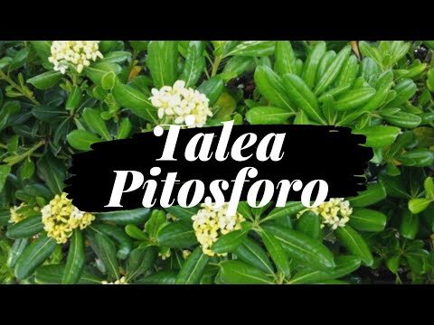 Guida alla Cura del Pitosforo Sofferente