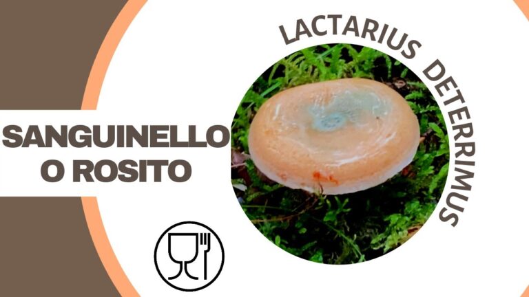 Fungo Lattario: Proprietà e Usos in Cucina