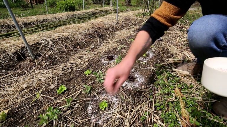 Uova di Limacce: Scoperta e Curiosità sulla Riproduzione